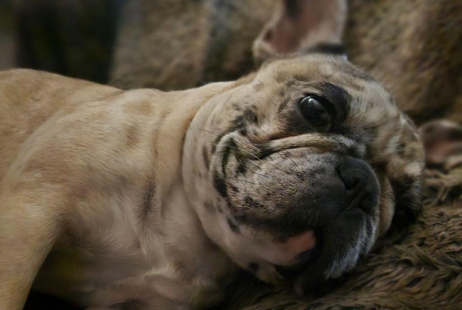 Vermisstmeldung Hund  Weiblich , 1 jahre Carpentras Frankreich