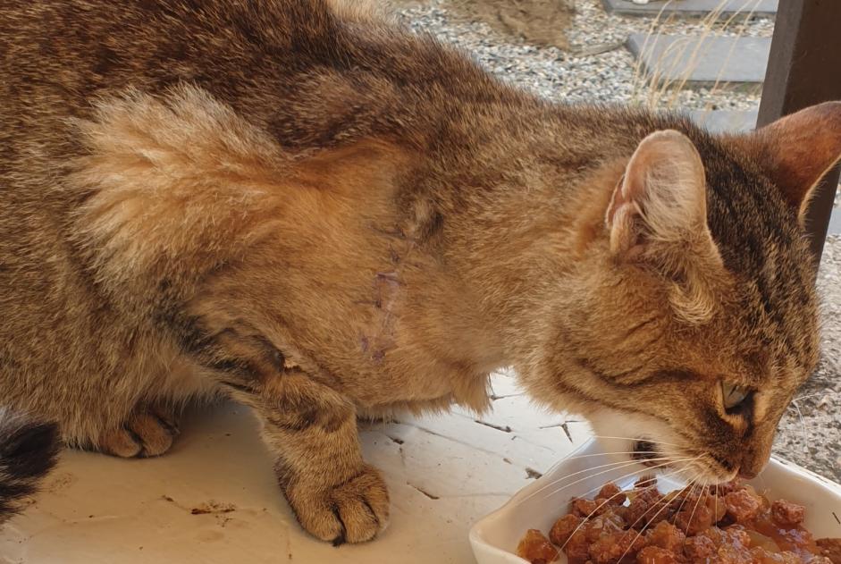 Fundmeldung Katze  Unbekannt Cavaillon Frankreich