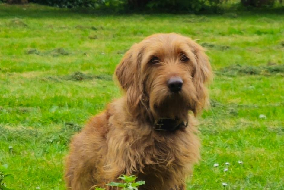 Alerta de Desaparición Perro  Macho , 3 años Épaignes Francia