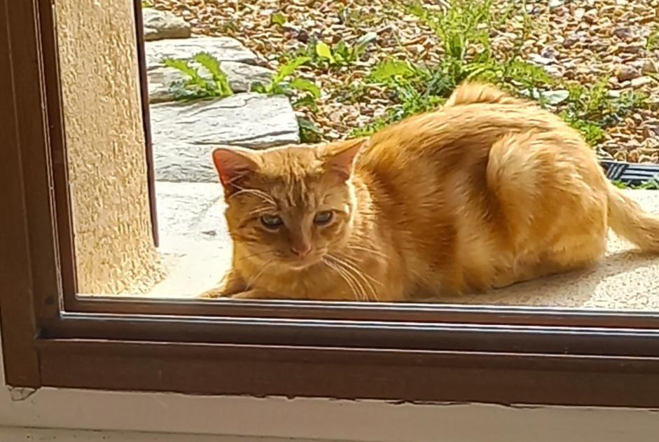 Alerte Disparition Chat Mâle , 2 ans Breteuil France