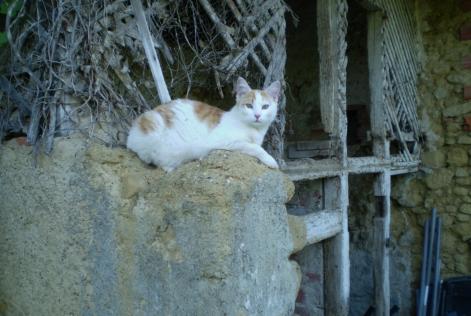 Alerte Disparition Chat Mâle , 7 ans Marciac France