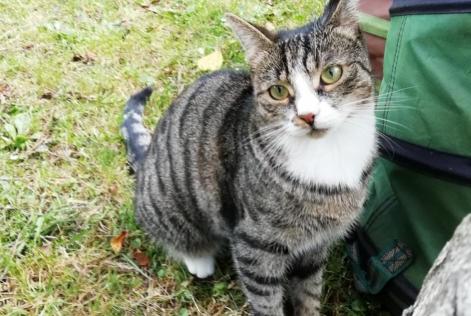 Alerte Disparition Chat  Femelle , 4 ans Niergnies France