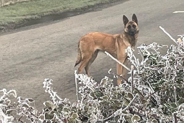 Alerte Découverte Chien Femelle La Houssaye France