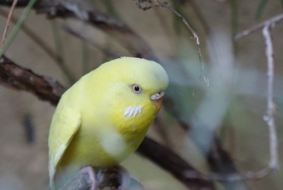 Alerte Découverte Oiseau Femelle La Tour-sur-Orb France