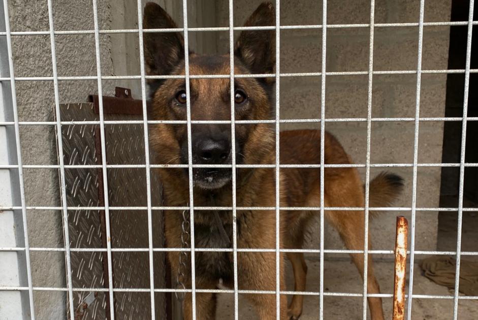 Alerta descoberta Cão  Desconhecido Gaillon France