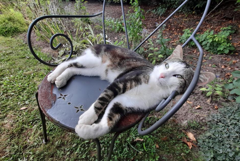 Alerta descoberta Gato Macho Lanloup France